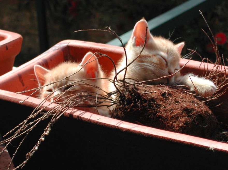 When You Know You Are Beaten By Your Cats