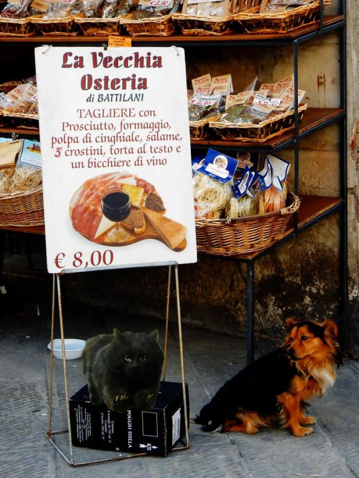 You Can Try Cute I'm Blending In!