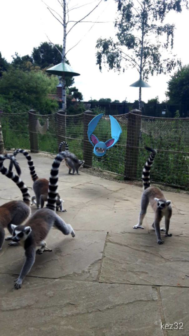 Lemurs reacting, possibly to virtual Pokémon Zubat, suggesting pets can see Pokémon Go creatures.