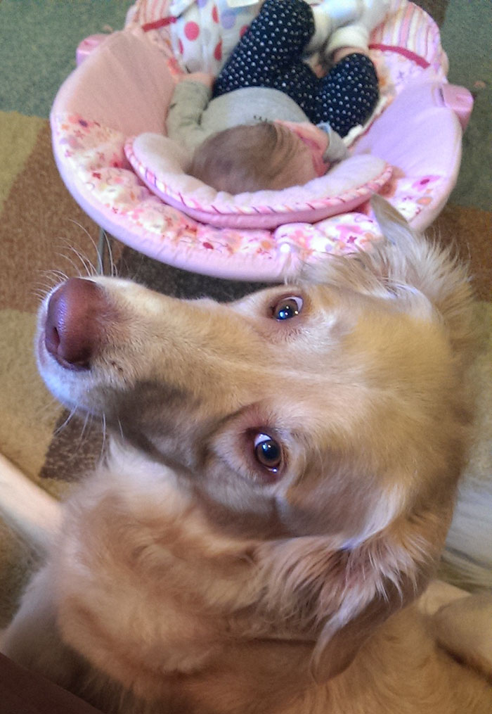 abandoned-dog-adopted-girl-friends-justin-emmy-27