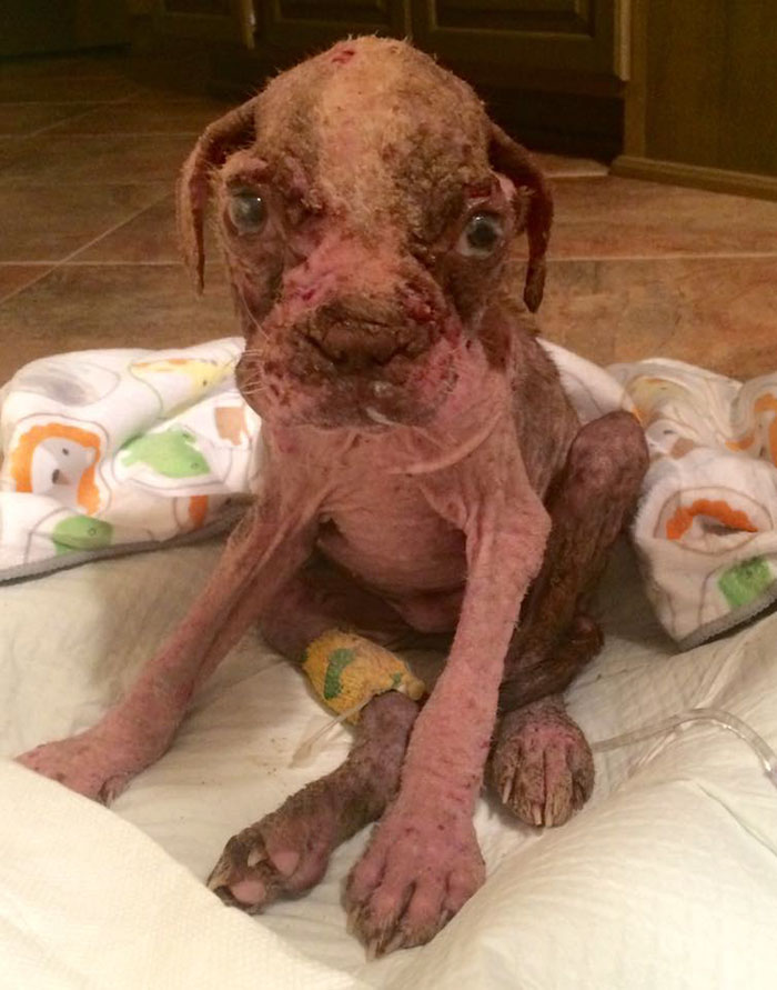 abandoned-dog-rescue-libre-10