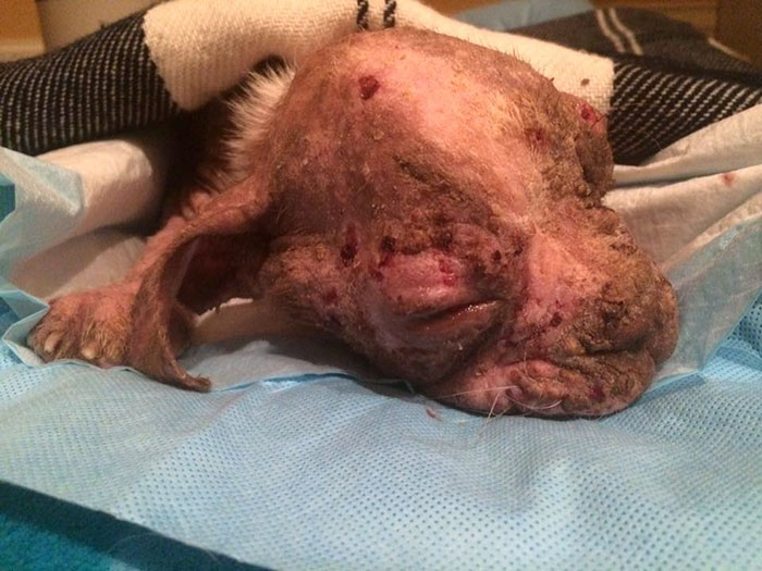 abandoned-dog-rescue-libre-13 abandoned-dog-rescue-libre-13