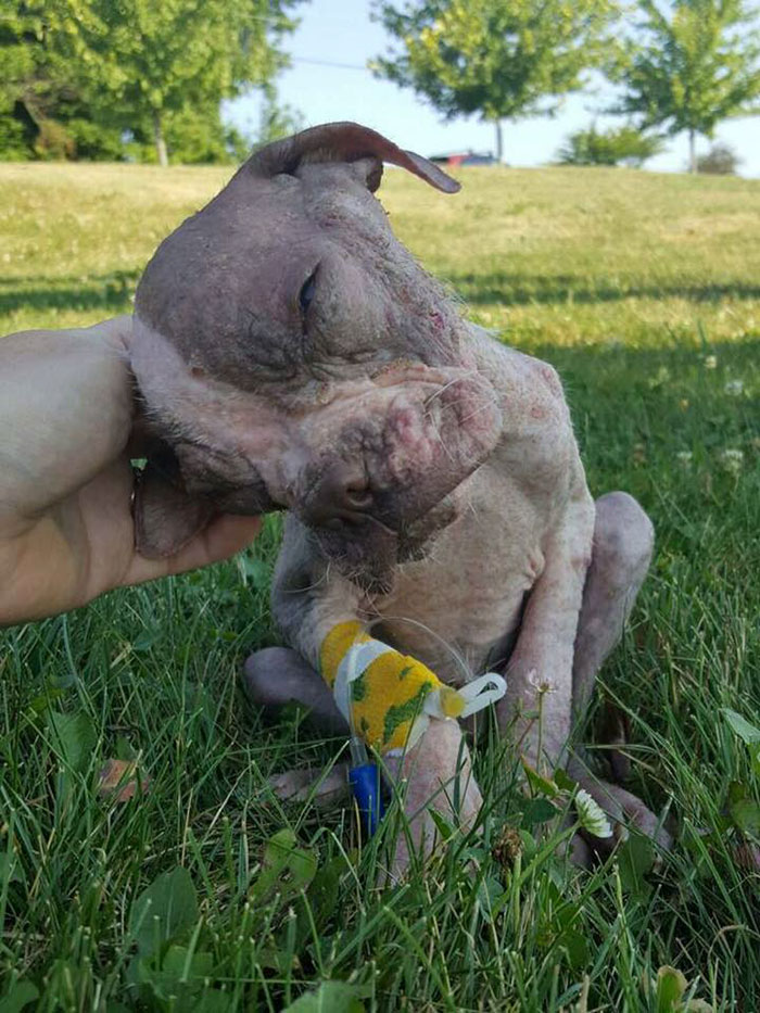 abandoned-dog-rescue-libre-7