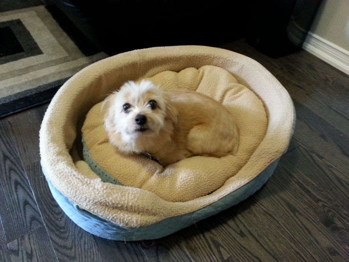 His First Day In Our Home After We Rescued Him