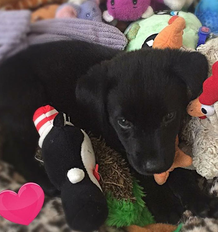 Update - Forever Home Found