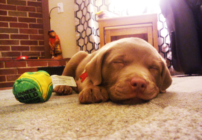 We Rescued This Tired Little Chocolate Lab From The Shelter Today