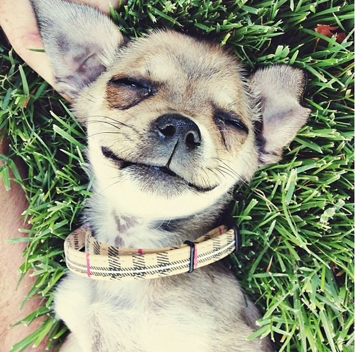 Sister Just Rescued This Guy From A Local Shelter. Face Of Pure Joy