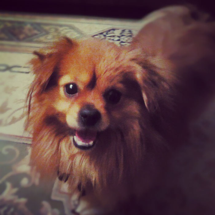 Found This Little Guy Wandering Around On A Very Cold Winter's Day, Couldn't Just Leave Him To Freeze To Death So We Took Him Inside And Never Let Him Go!