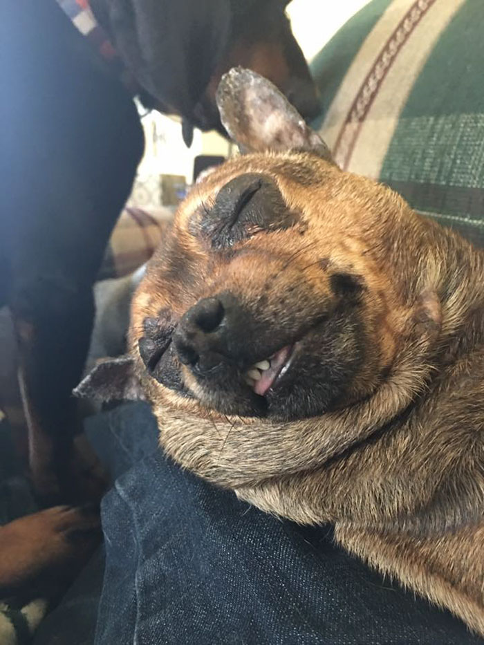 My Buddy Royal. Adopted And Returned Twice - No One Wanted Him. Best Buddies, We Are