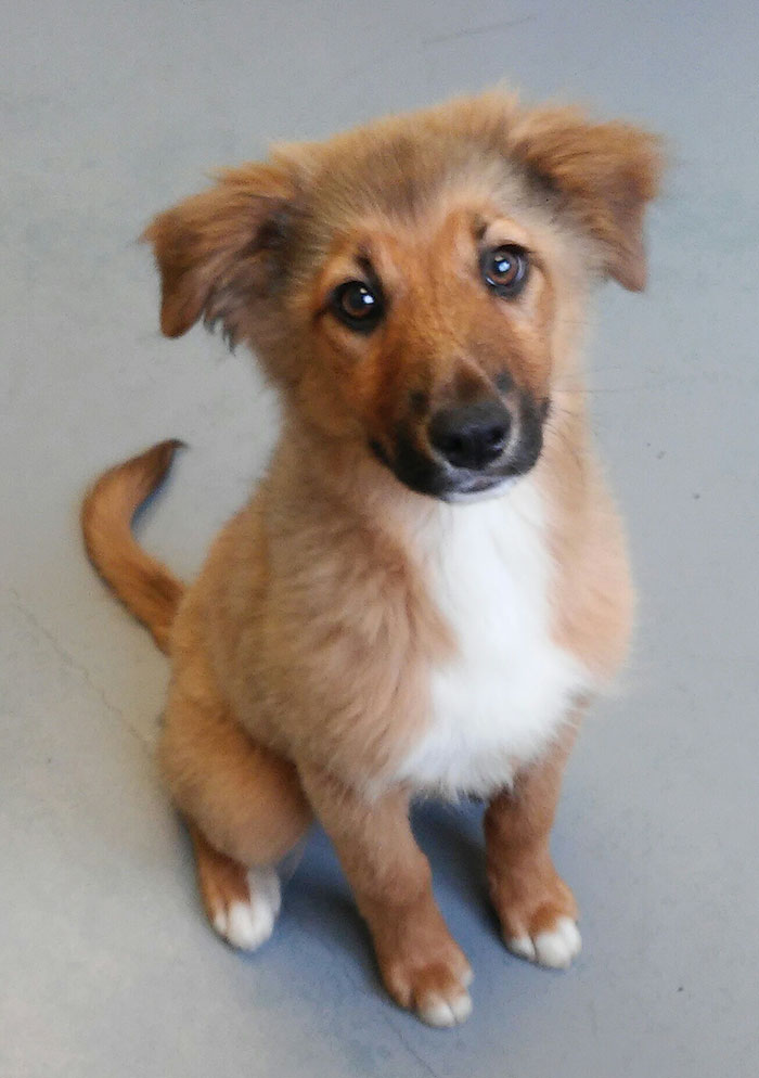 Adopted This Cutie From The Shelter Today!