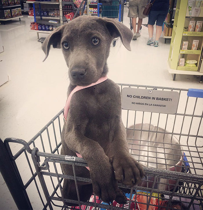 She Survived Walmart