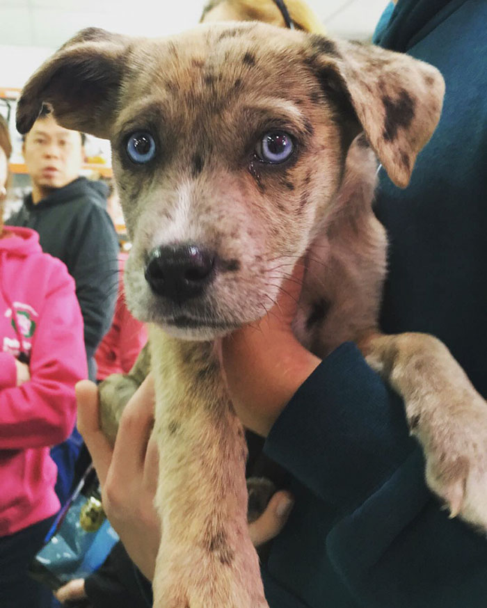 Phoenix The Stunning Catahoula