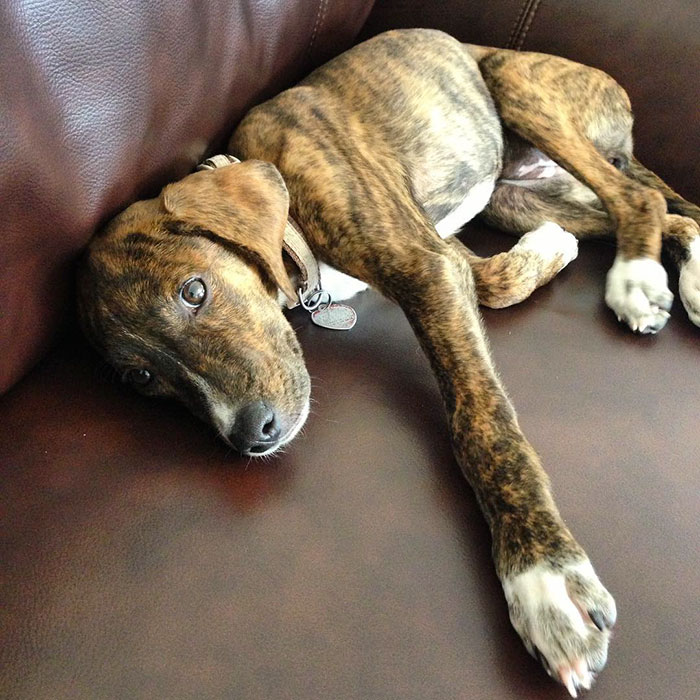 2 Years Ago Today I Drove All The Way From Arkansas To Ohio To Be With My Furever Family