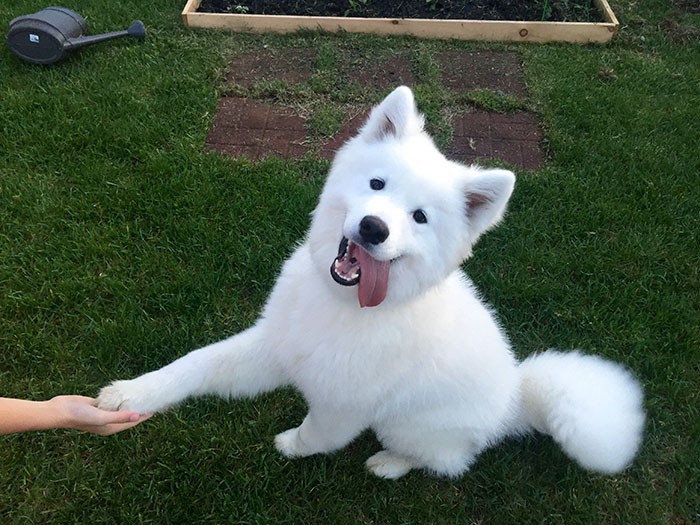 Today, We Adopted A 9-month Old Fluffy Friend. Meet Nook!