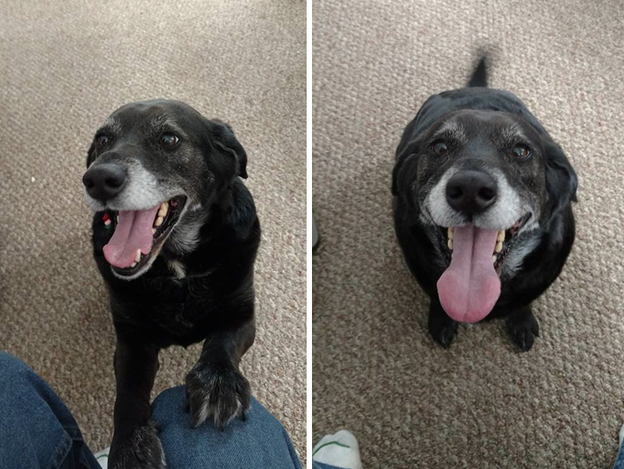 Adopted This Old Man Max From The Shelter Today