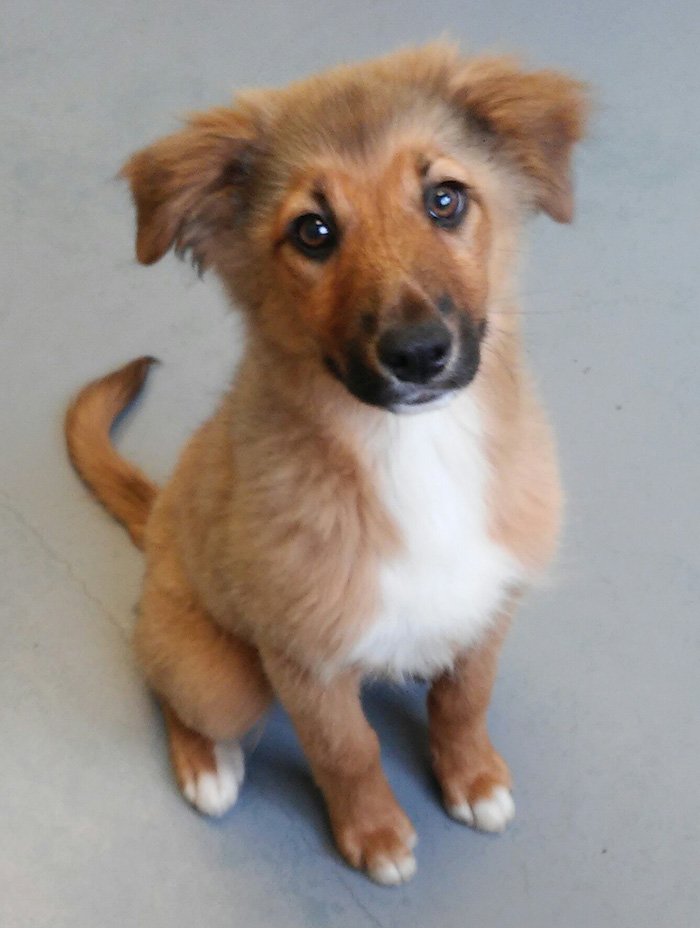 Adopted This Cutie From The Shelter Today