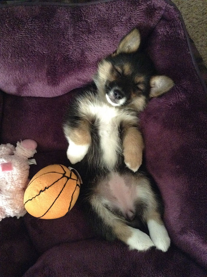 All Tuckered Out After Her First Day Home