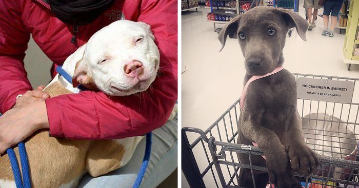 These 223 Dogs On Their First Day Of Adoption Will Make You Want To Adopt One Too