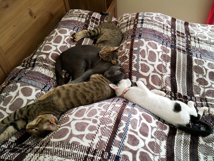 adopted-three-blind-cats-1 adopted-three-blind-cats-1