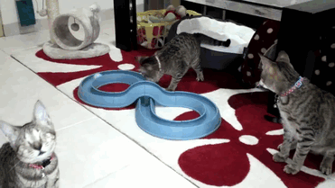 adopted-three-blind-cats-2 adopted-three-blind-cats-2