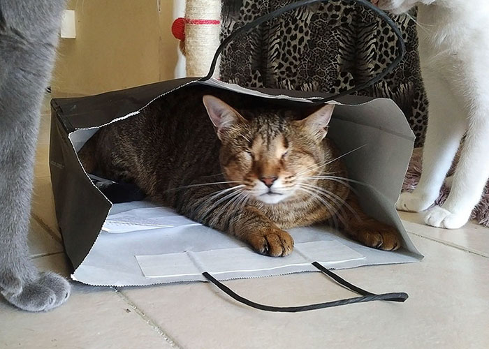 adopted-three-blind-cats-2 adopted-three-blind-cats-2