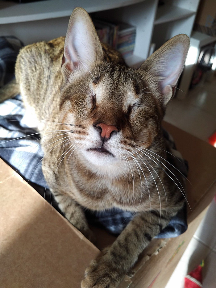 adopted-three-blind-cats-24 adopted-three-blind-cats-24