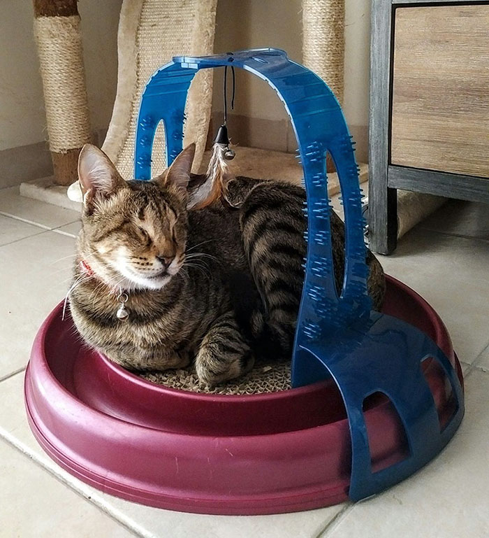 adopted-three-blind-cats-3