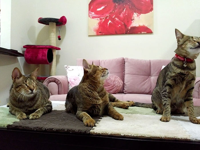 adopted-three-blind-cats-4 adopted-three-blind-cats-4
