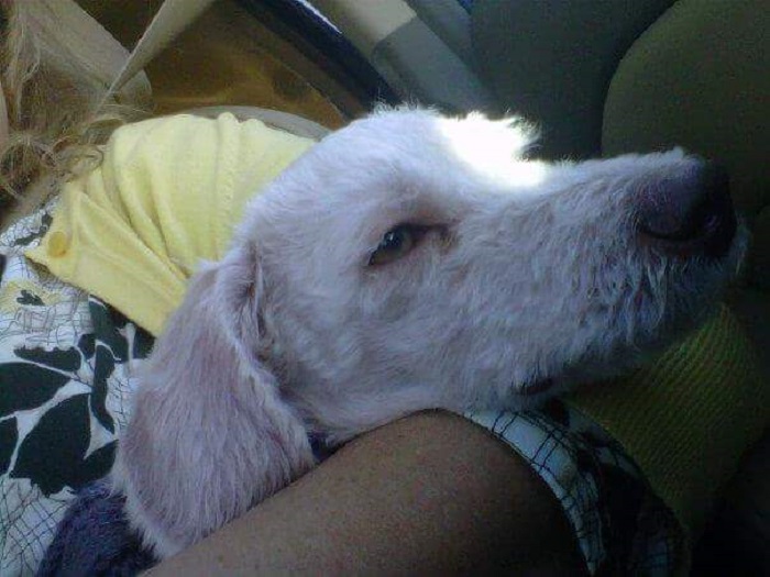 He Fell Asleep In My Wife's Lap On The Ride Home.