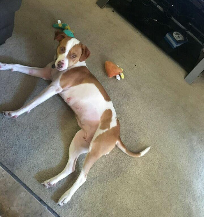 animals-adopted-45000-clear-the-shelters-1 animals-adopted-45000-clear-the-shelters-1