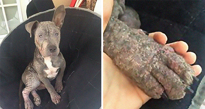 bandoned-dog-adopted-pitbull-mange-dempsey-1