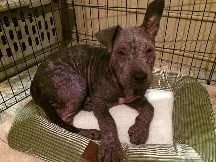 bandoned-dog-adopted-pitbull-mange-dempsey-5
