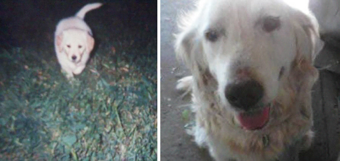 Rip Lizzy. First And Last Pics I Took Of Her