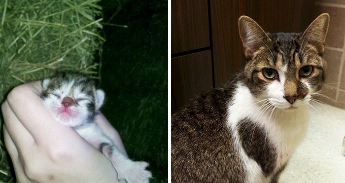 The First And Last Picture Of My Cat, Steve Holt! I'll Miss You So Much, Buddy