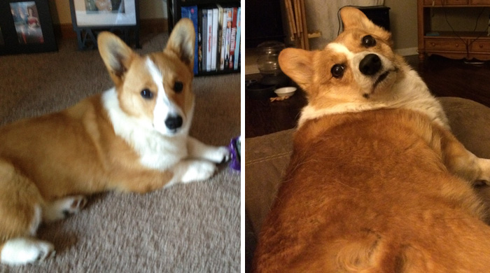 This Is The First And Last Photo I Took Of Our Dog Millie