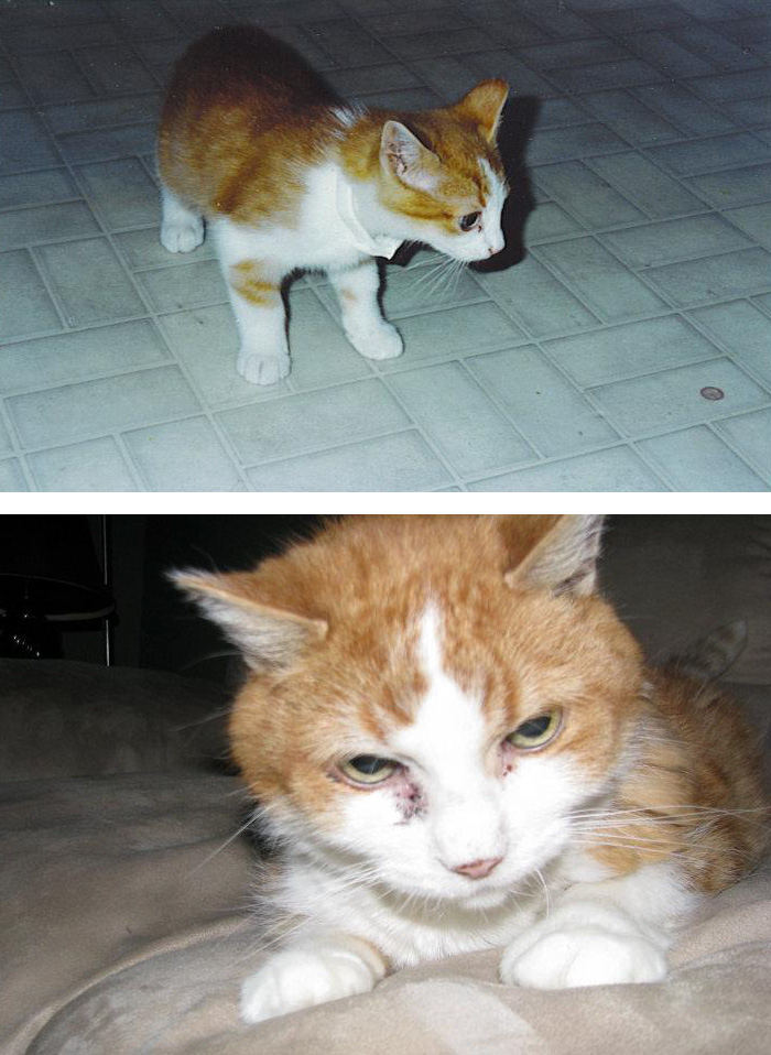 This Is My Cat's First And Last Picture