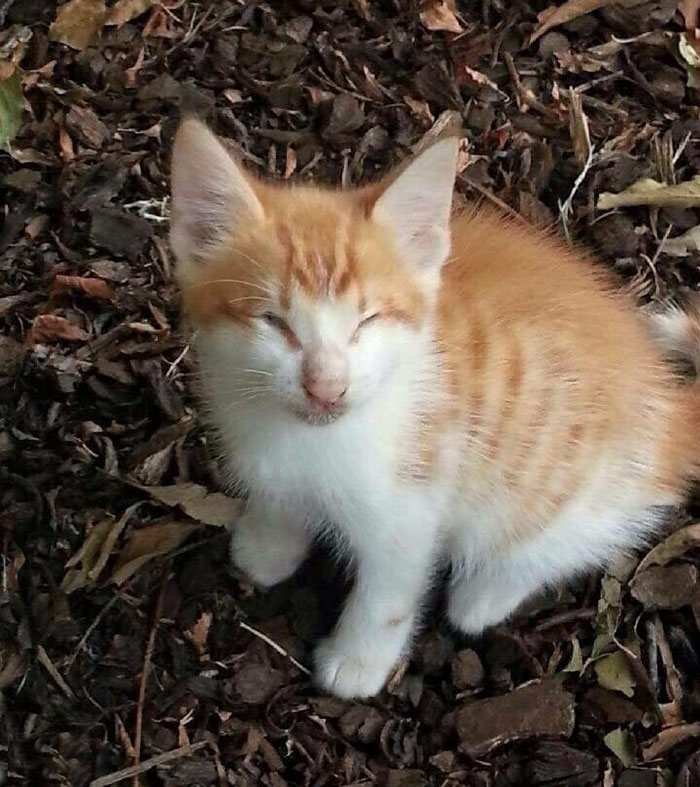 blind-cats-rescued-stevie-isaac-1