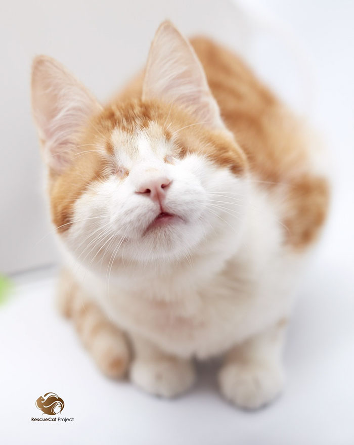 blind-cats-rescued-stevie-isaac-12a blind-cats-rescued-stevie-isaac-12a