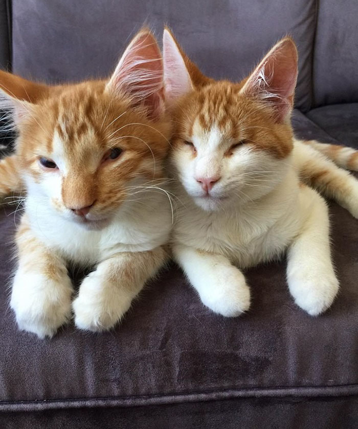 blind-cats-rescued-stevie-isaac-13