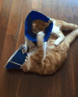 blind-cats-rescued-stevie-isaac-2 blind-cats-rescued-stevie-isaac-2