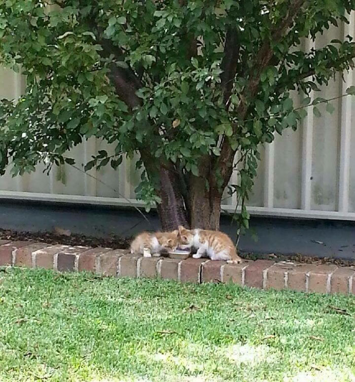 blind-cats-rescued-stevie-isaac-5