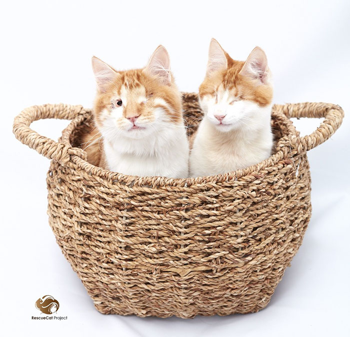 blind-cats-rescued-stevie-isaac-7a blind-cats-rescued-stevie-isaac-7a