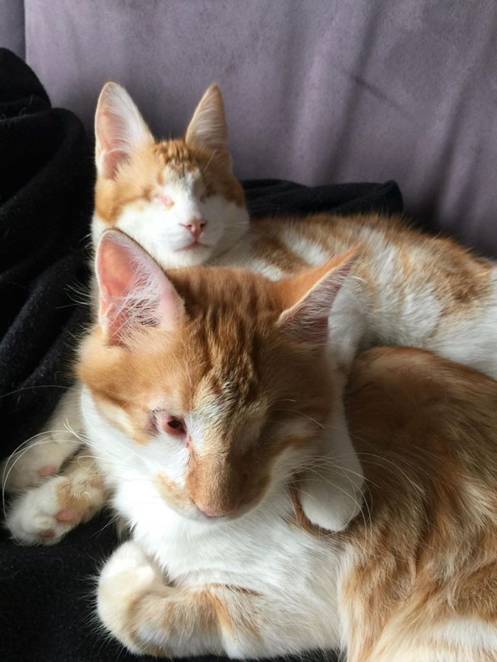 blind-cats-rescued-stevie-isaac-8 blind-cats-rescued-stevie-isaac-8