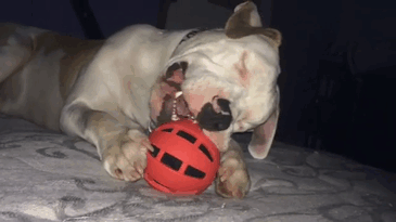 blind-pit-bull-bear-katie-frame-1