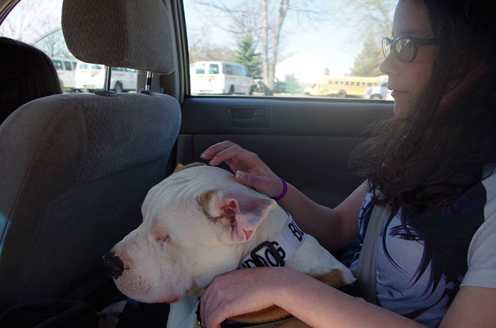 blind-pit-bull-bear-katie-frame-10