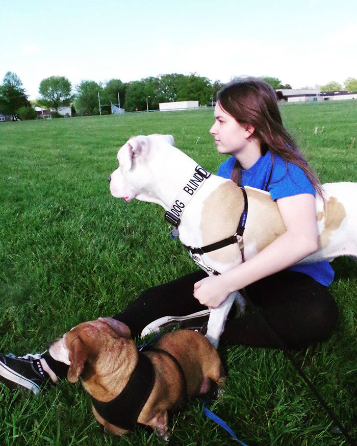 blind-pit-bull-bear-katie-frame-16