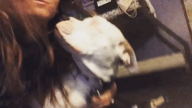 blind-pit-bull-bear-katie-frame-2