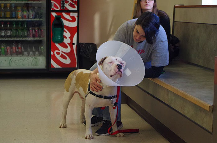 blind-pit-bull-bear-katie-frame-20