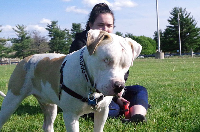 blind-pit-bull-bear-katie-frame-22