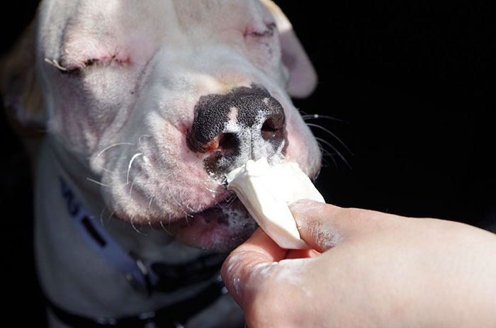 blind-pit-bull-bear-katie-frame-24